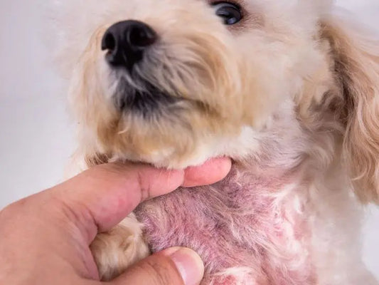 Rashes in Puppies