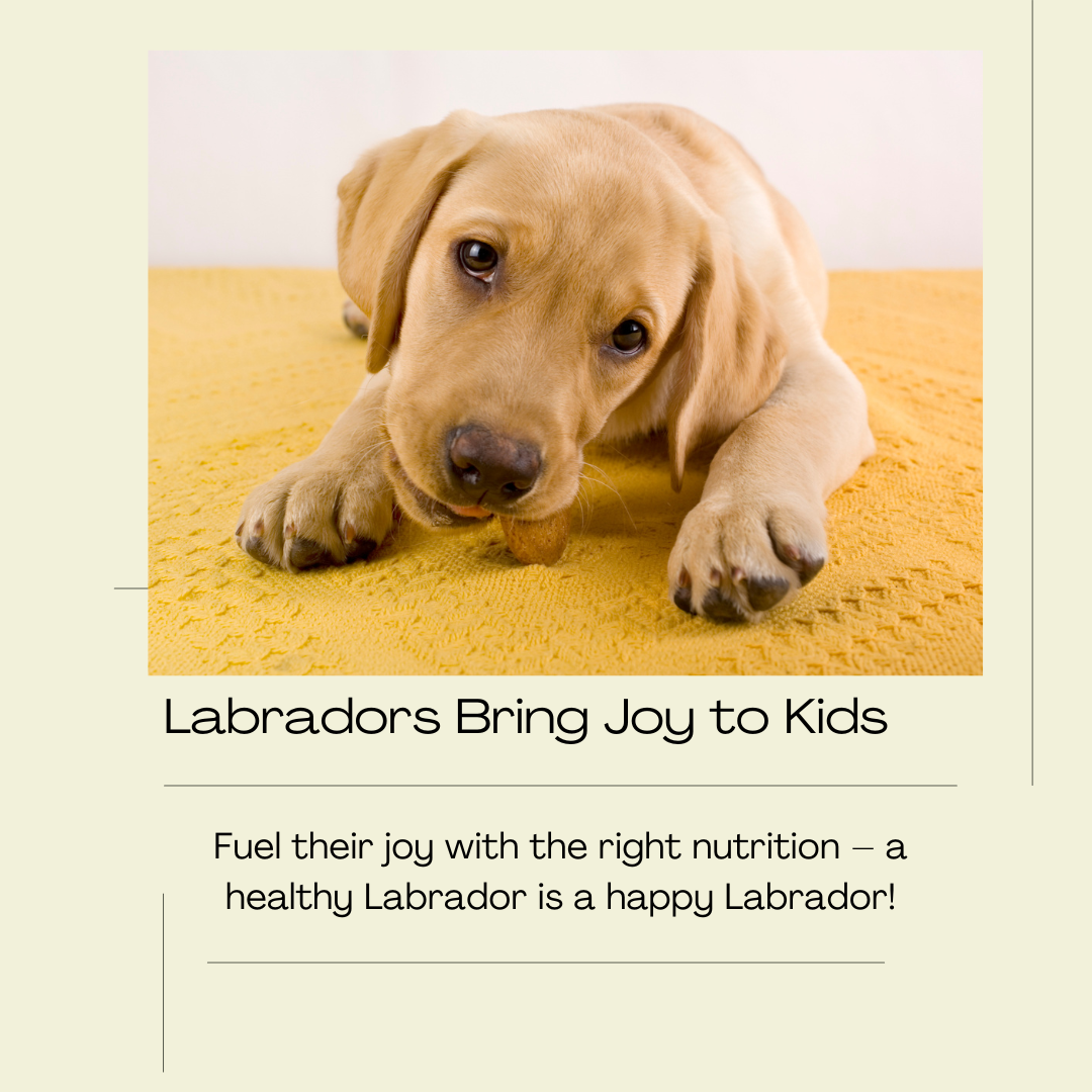 Feeding Labrador
