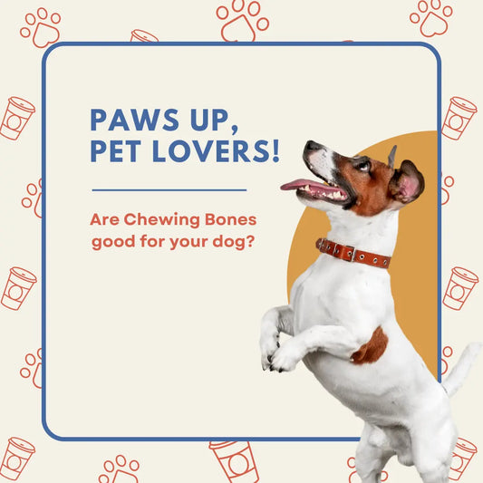Chewing bones good for dogs