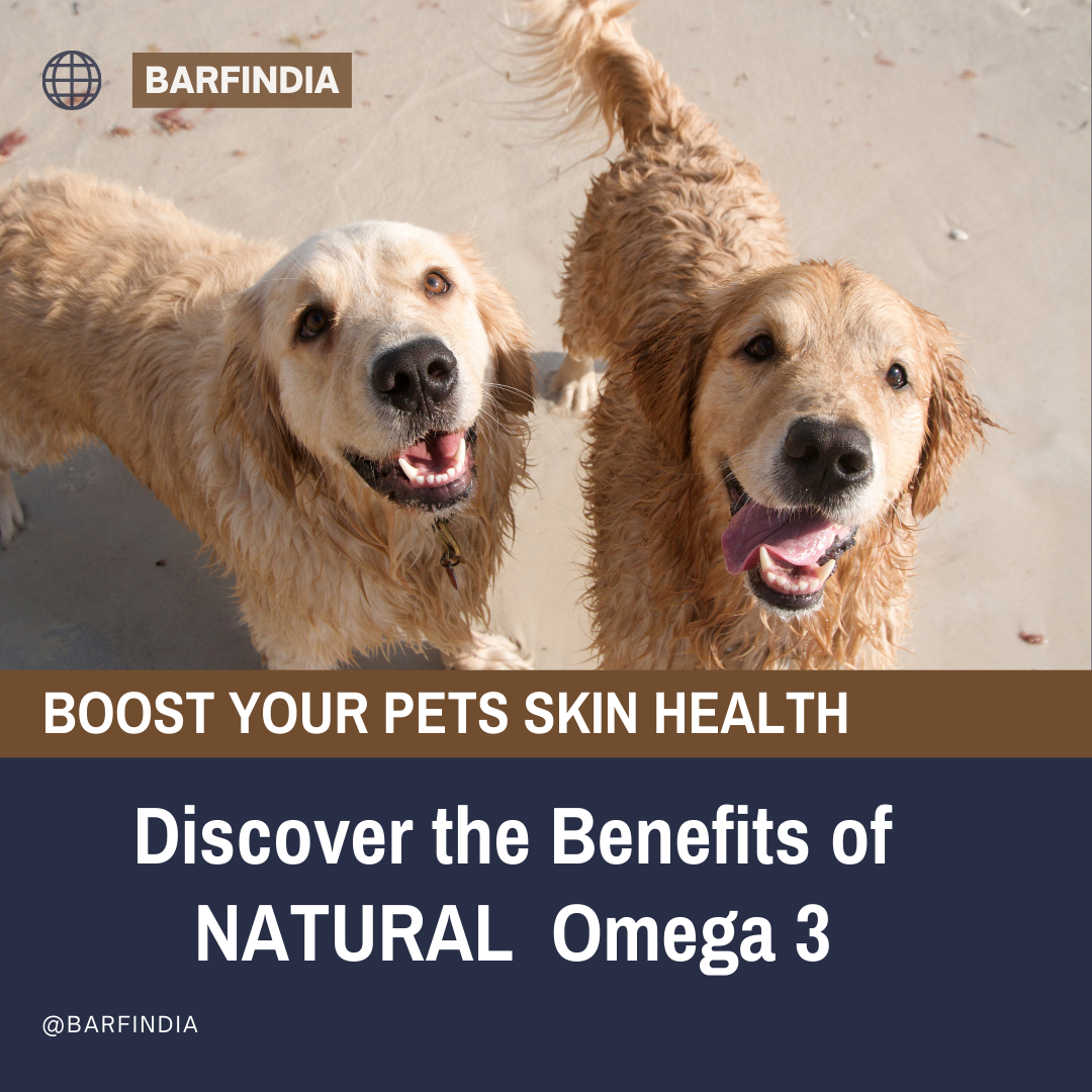 omega 3 for dogs www.barfindia.com