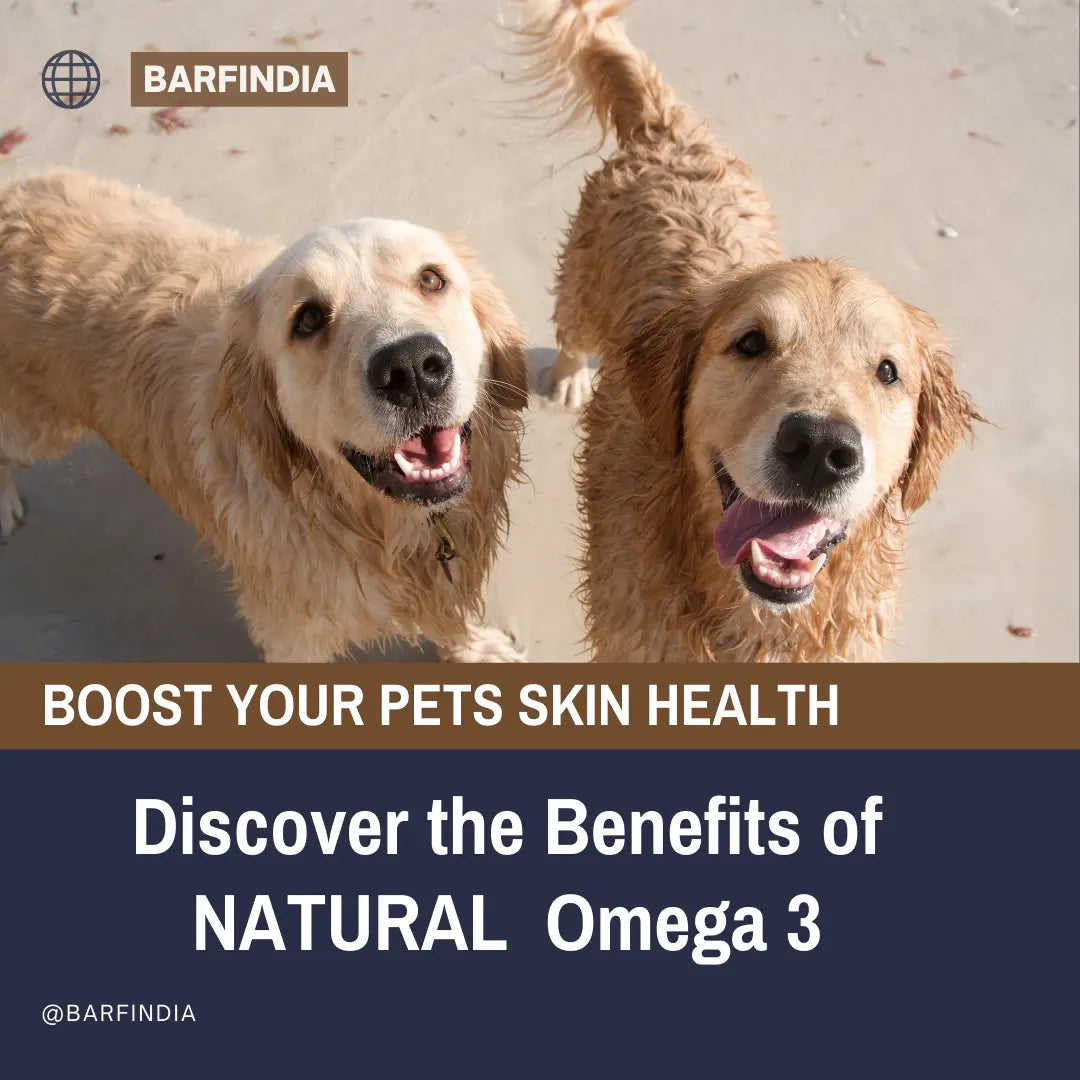 omega 3 for dogs www.barfindia.com