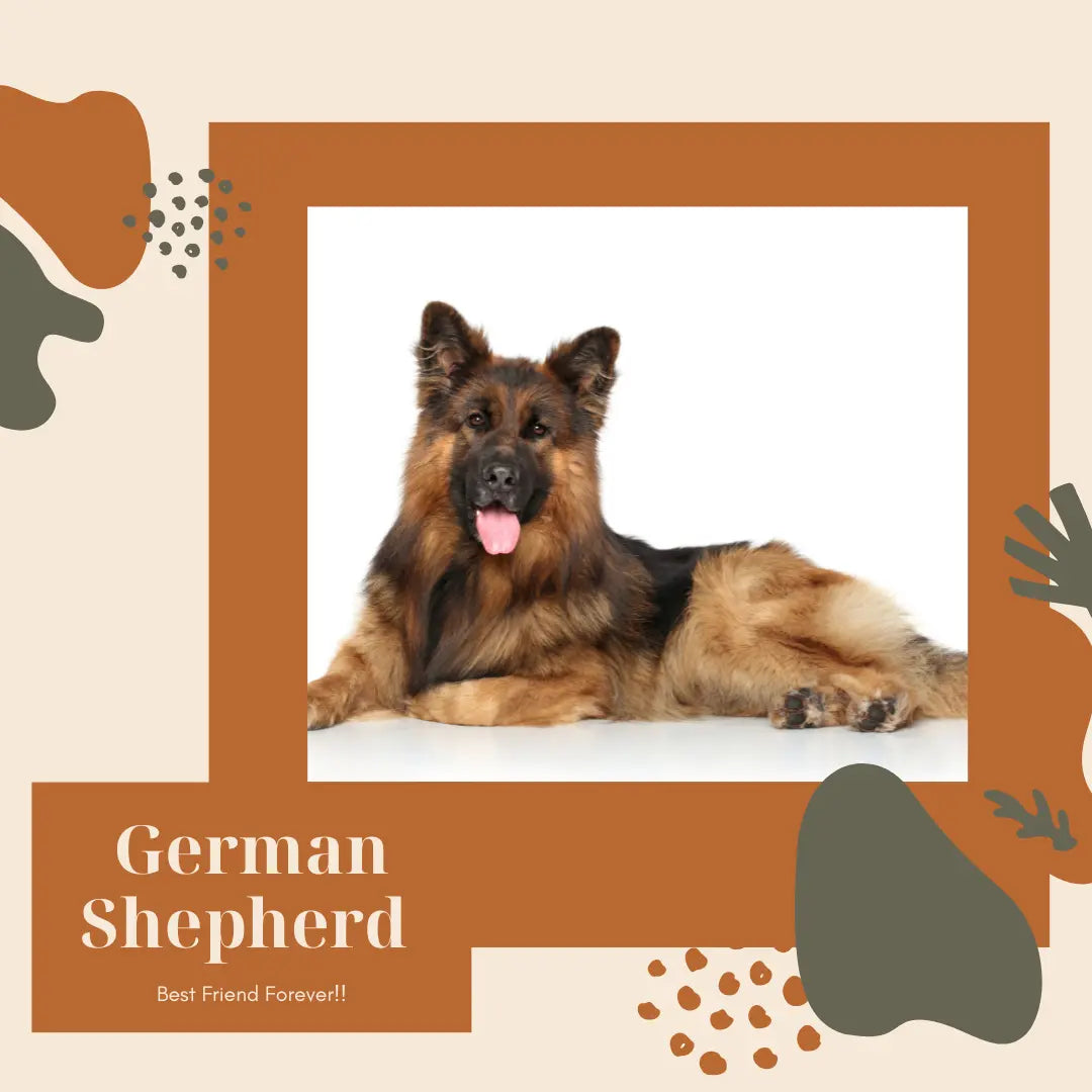 German Shepherd