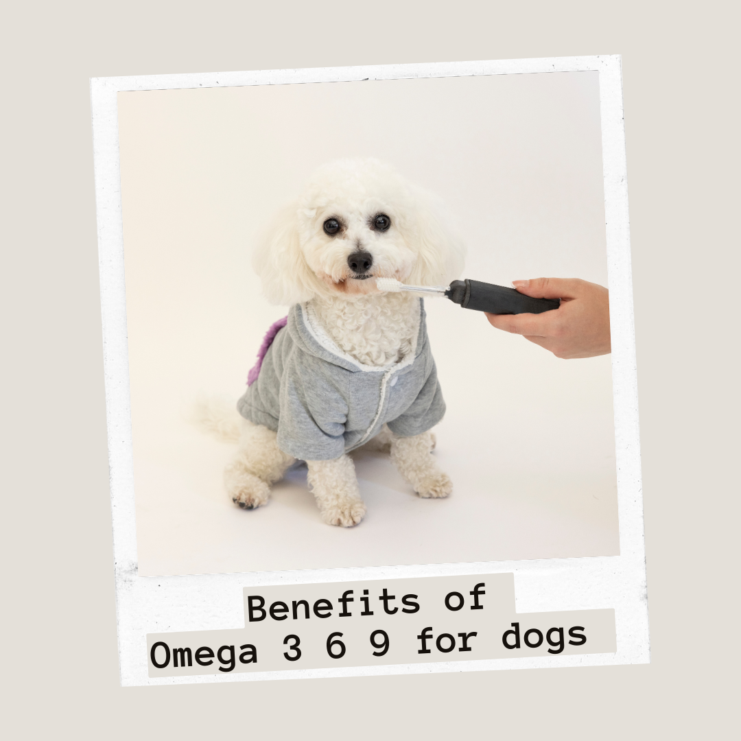 Omega 3 6 9 for Dogs www.barfindia.com