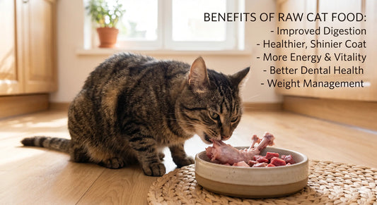 Benefits of raw food are seen in this healthy strong cat eatng raw food