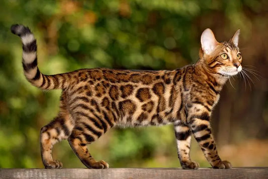 Feeding a Bengal Cat in India. Why a fresh diet matters for Bengal Cats in India