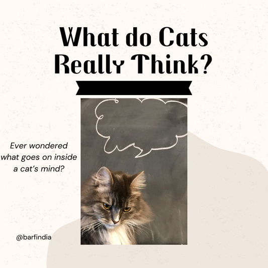 What do cats think