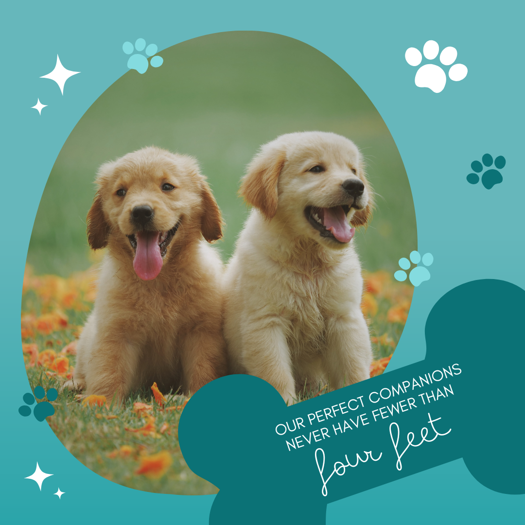 Buying a labrador puppy