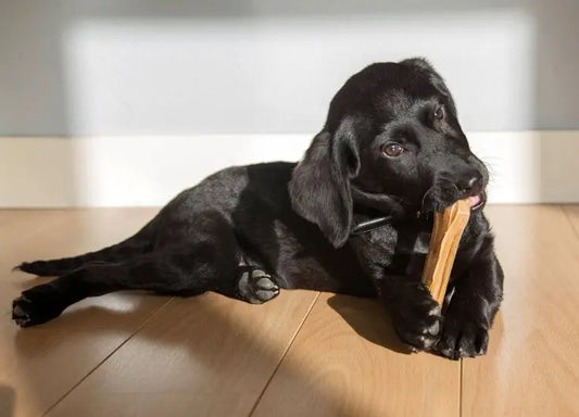 A Black Labrador chewing on a Bone chew for dogs