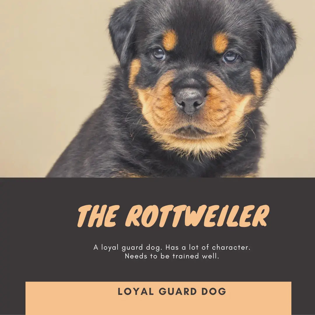 Rottweilers