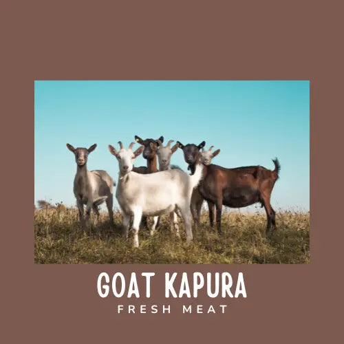Lamb kapura