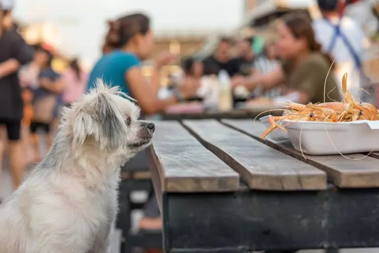 Can Dogs eat Shrimps? A dog longingly looks at a bowl of shrimps  placed in a bowl on the table