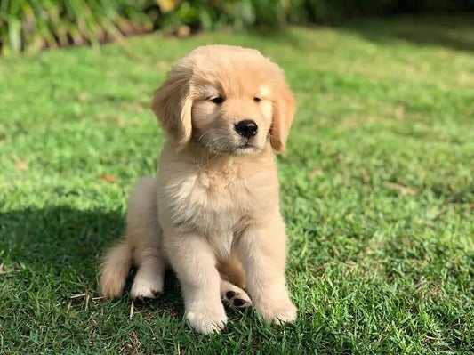 Raw Food Helps Puppies