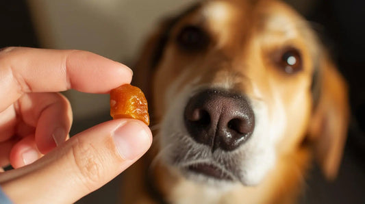 Chicken Liver for Dogs