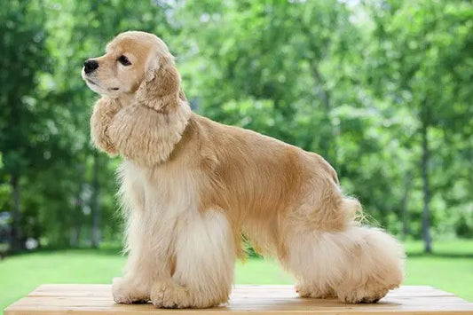 Cocker Spaniel dog breed posing for a show.