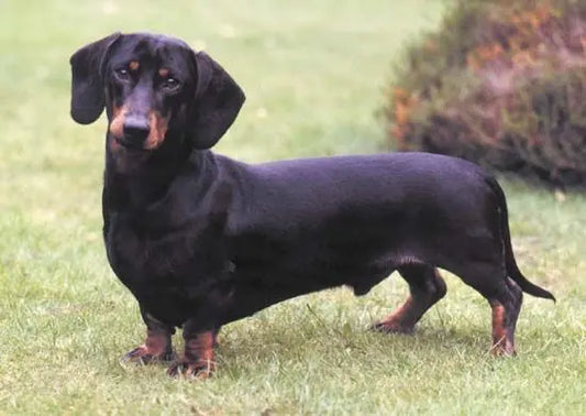 A strong Dachshund Dog breed posing after fresh dog food meal