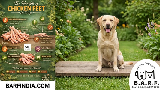 Read about the benefits of feeding chicken feet for dogs