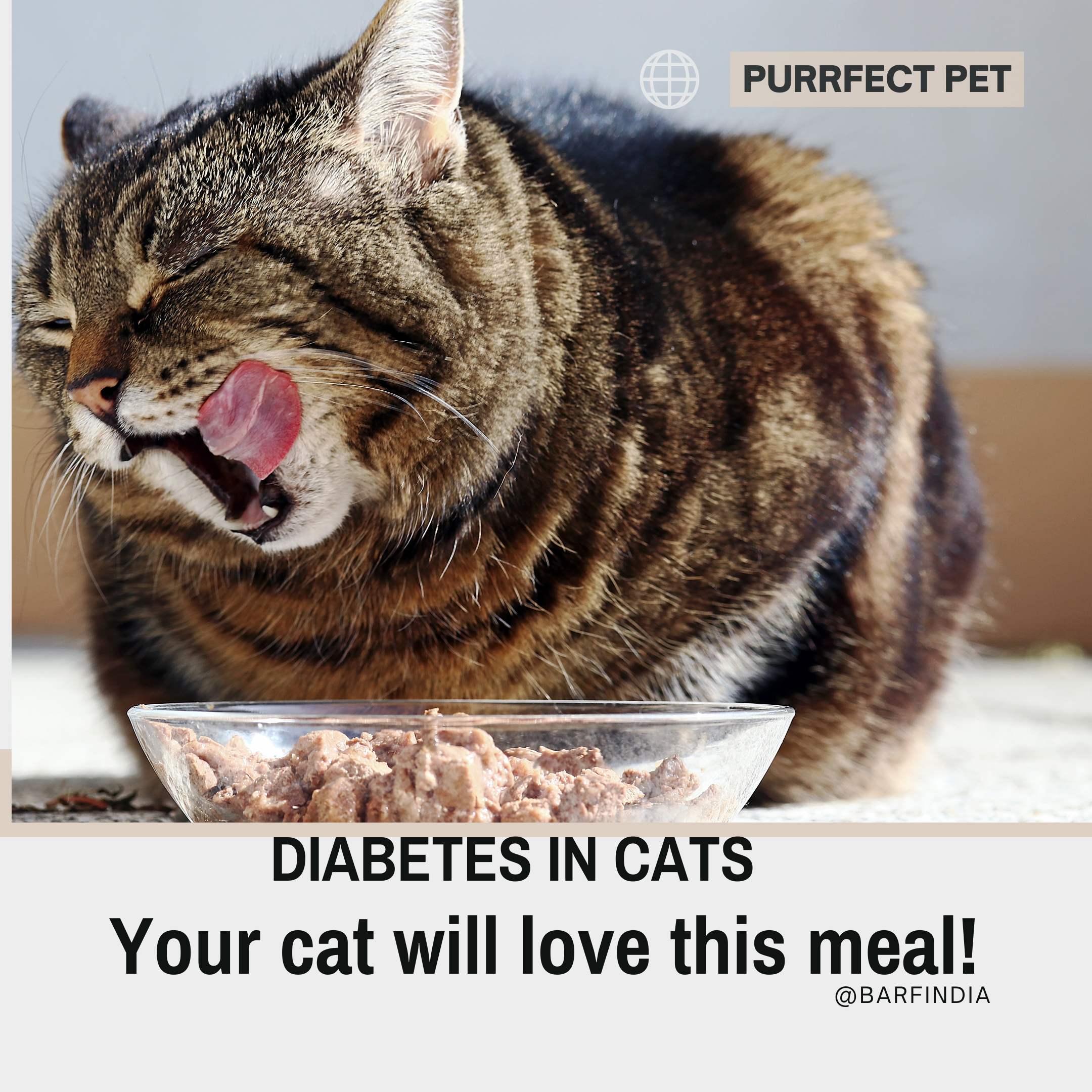 Diabetes in Cats www.barfindia.com