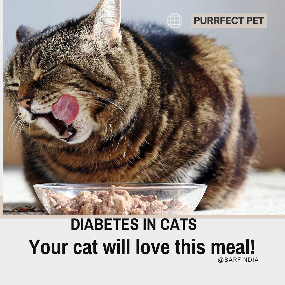 Diabetes in Cats