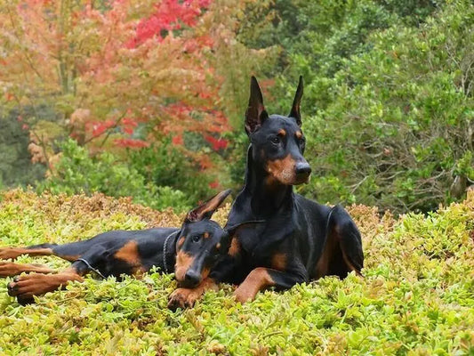 Doberman Pinscher Dog Breed in India