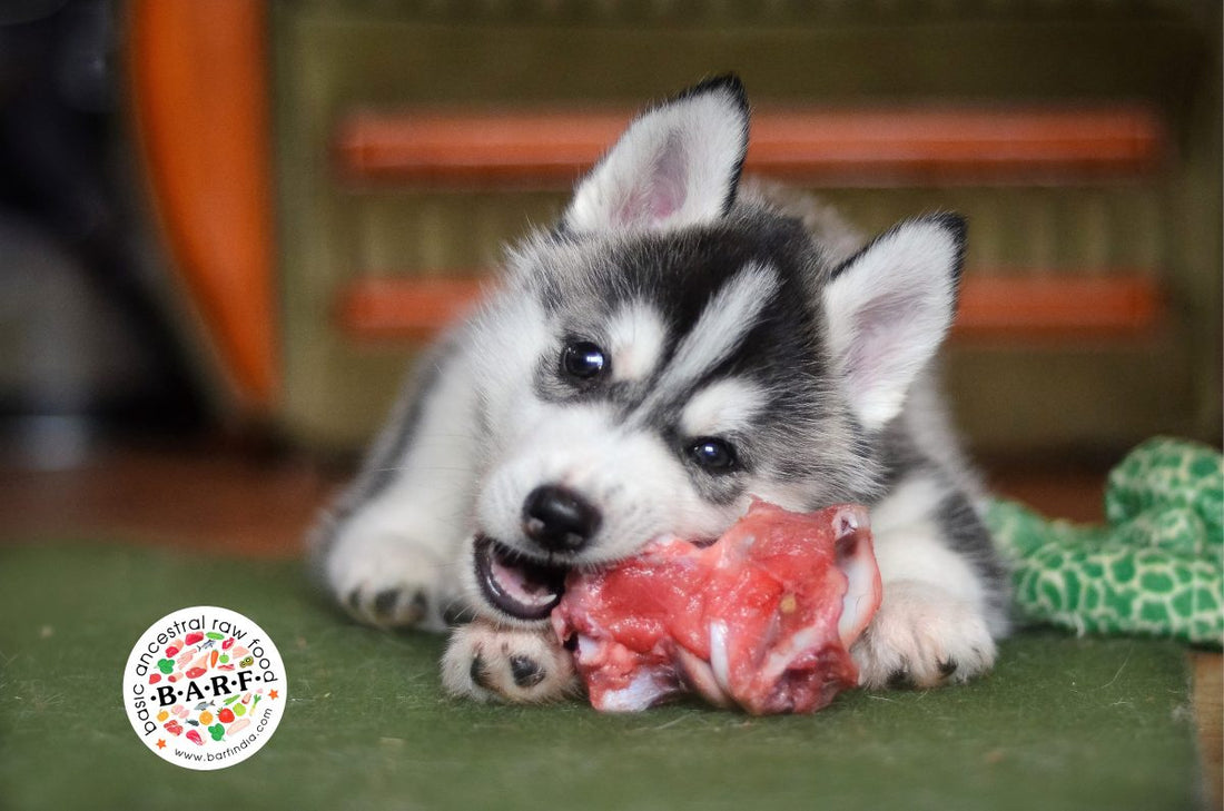 raw food for puppies