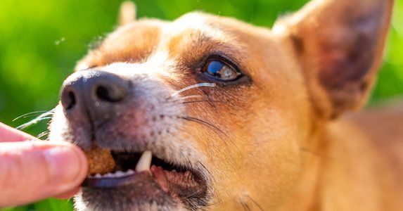 Dog Treats to feed your dog BARF INDIA