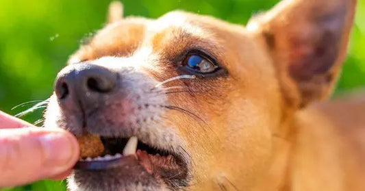 Dog Treats to feed your dog