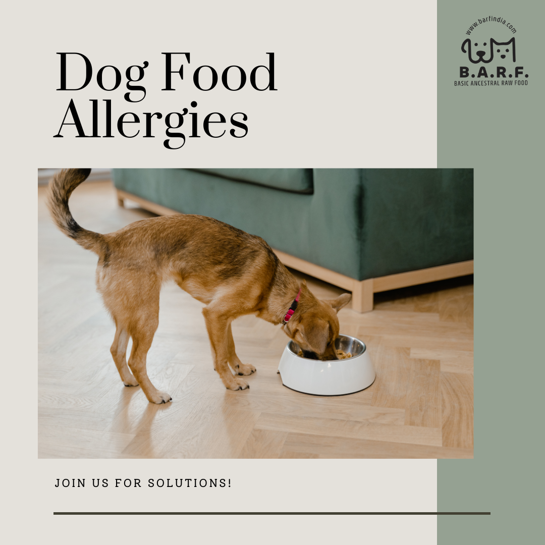 Dog Food Allergies
