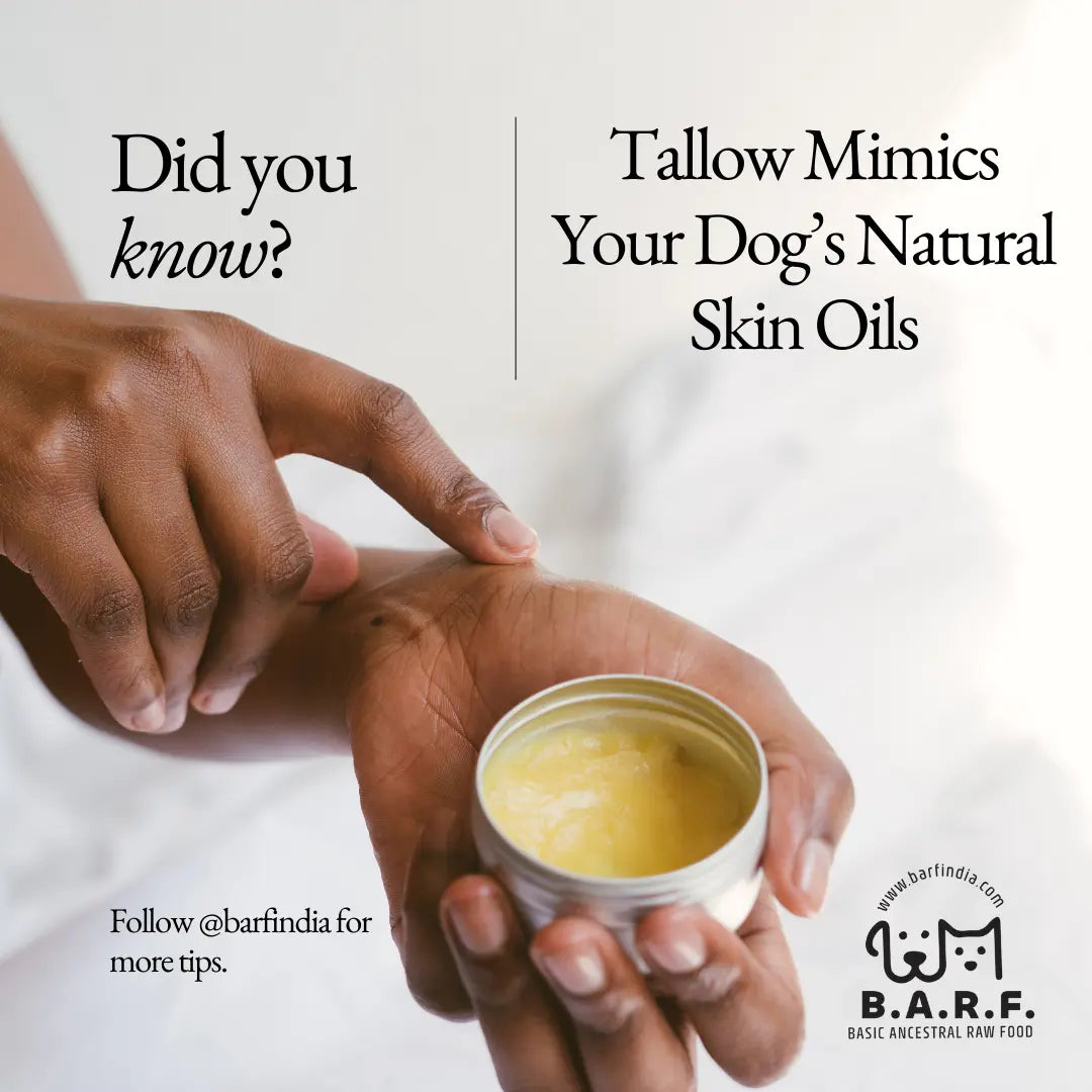 Dog Paw Balm