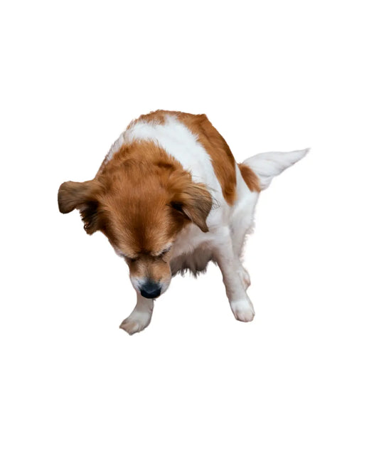 Why your dog is vomiting