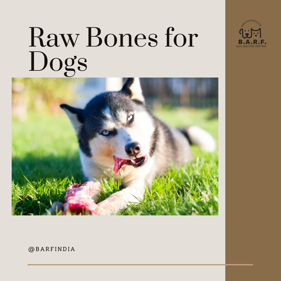 Bone builder for dogs