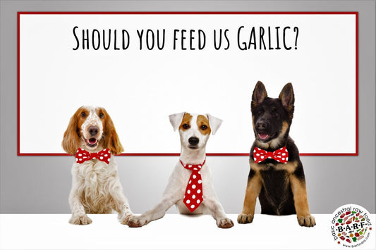 Feeding garlic to my dogs