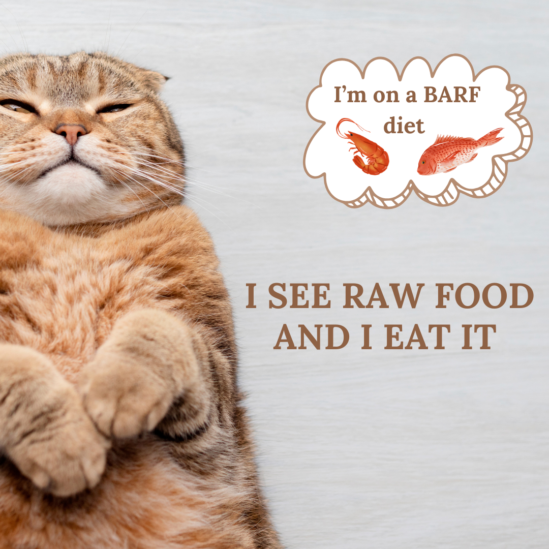 Can Diabetes be reversed in Cats? www.barfindia.com