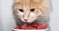 Rabbit & Quail Fresh Cat Food