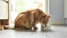 billi having fresh cat food made by BARF India