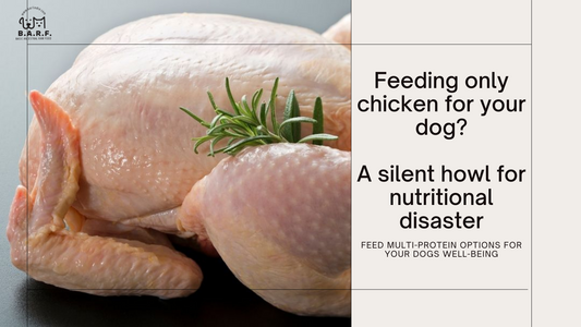 Unraveling the Dangers of Chronic Chicken Feeding in Dogs: A Comprehensive Guide.