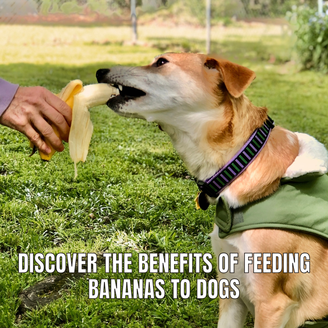 Are Bananas good for dogs? www.barfindia.com