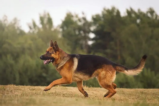 A strong, healthy and genetically a well bred German Shepherd