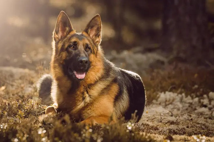 German Shepherd Dog Breed