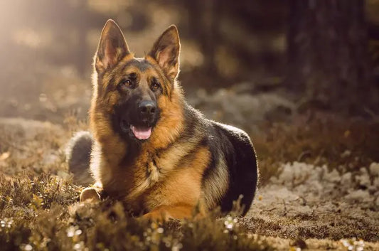 German Shepherd Dog Breed
