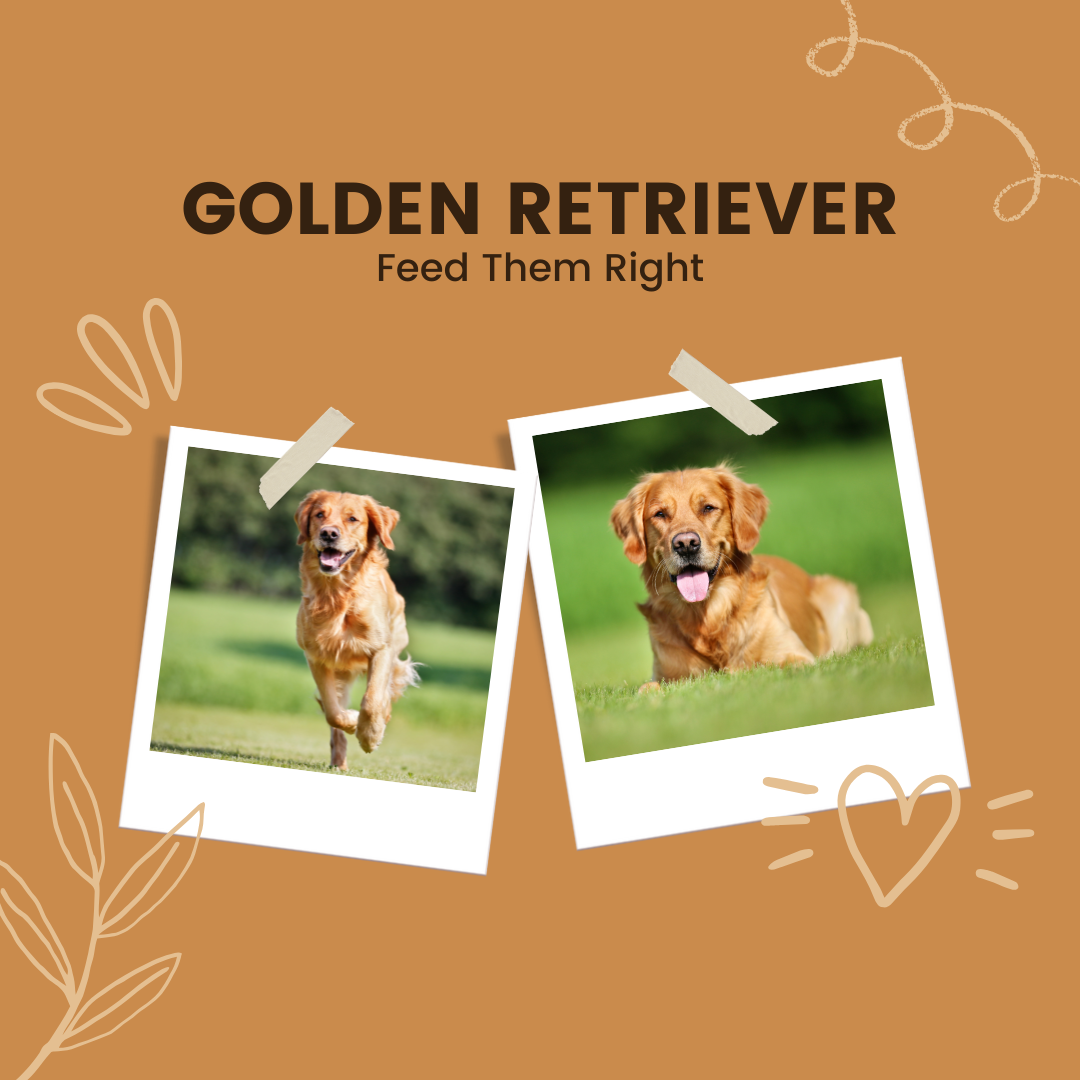 Golden Retriever Dog Food www.barfindia.com