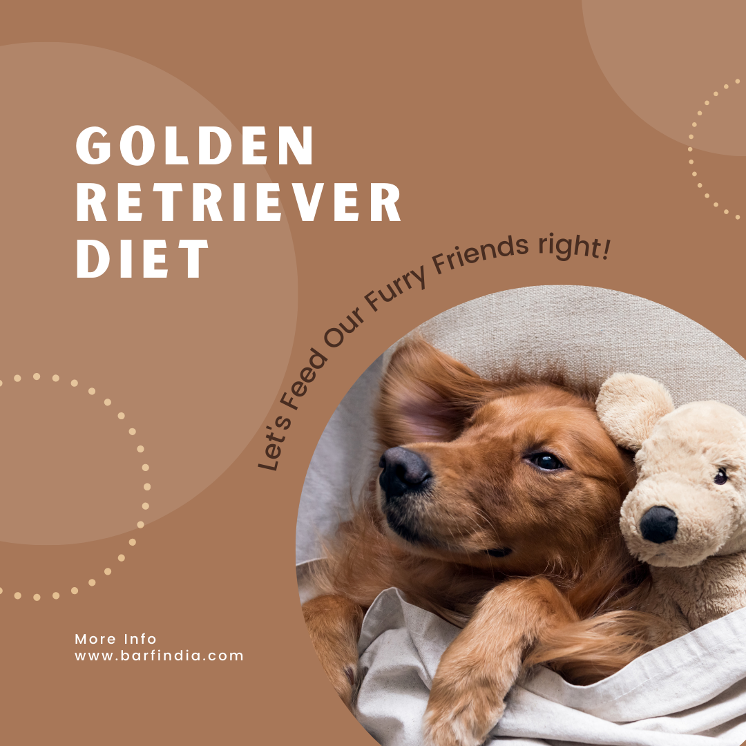 Best food for Golden Retrievers www.barfindia.com