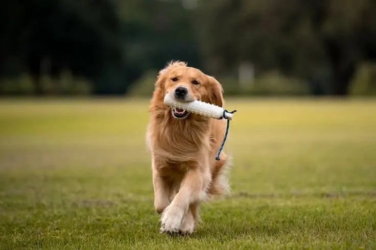 Golden Retriever Dog Breed