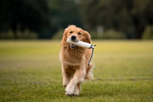 Golden Retriever Dog Breed