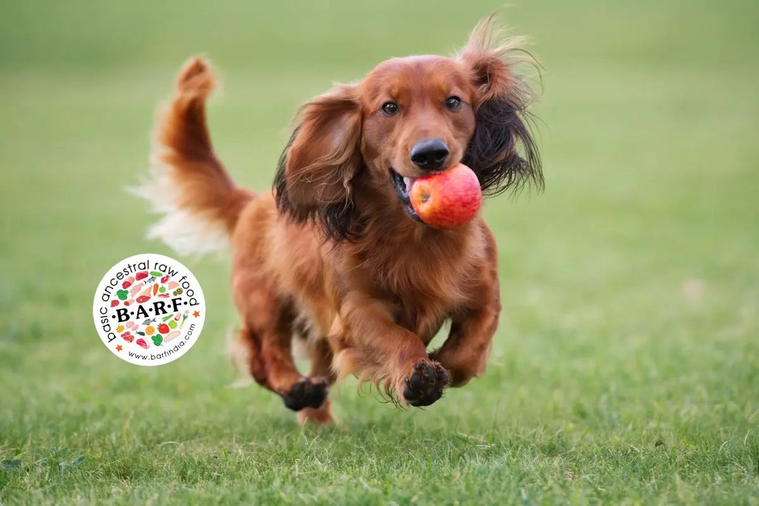 dog food omega 3