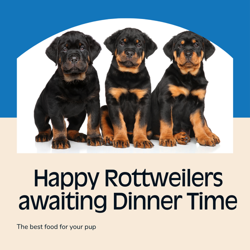 What Is the Best Diet for a Rottweiler
