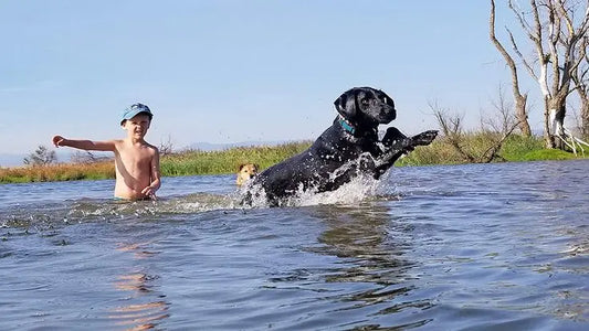 Heat Stroke in Dogs