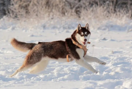 Dog Food for Husky