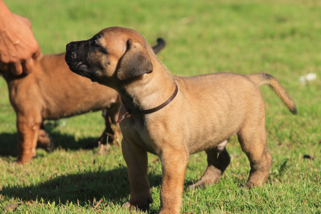 Giving Puppies a Healthy Start: The Benefits of Raw Food Diet