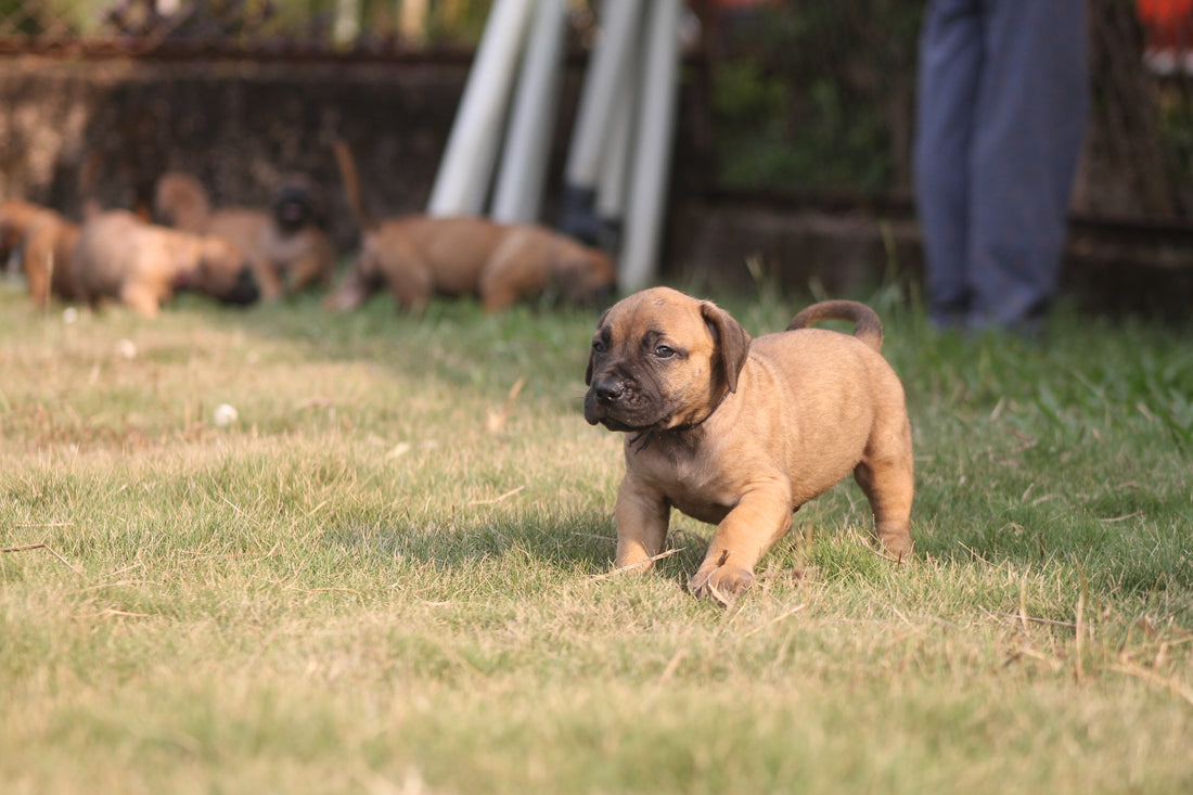 Understanding Chicken Allergies in Dogs: Unraveling the Mystery Behind a Common Protein Sensitivity.