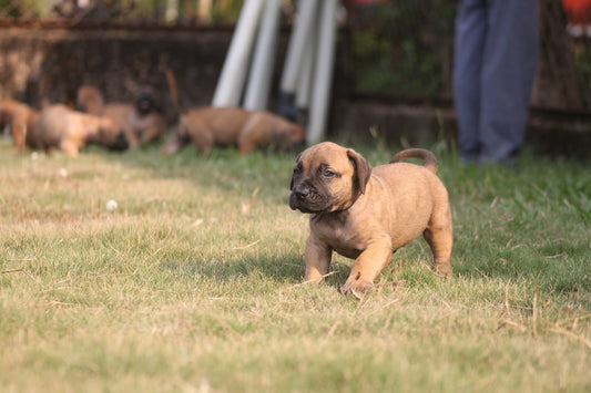 Understanding Chicken Allergies in Dogs: Unraveling the Mystery Behind a Common Protein Sensitivity.